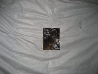 CabinFever 021